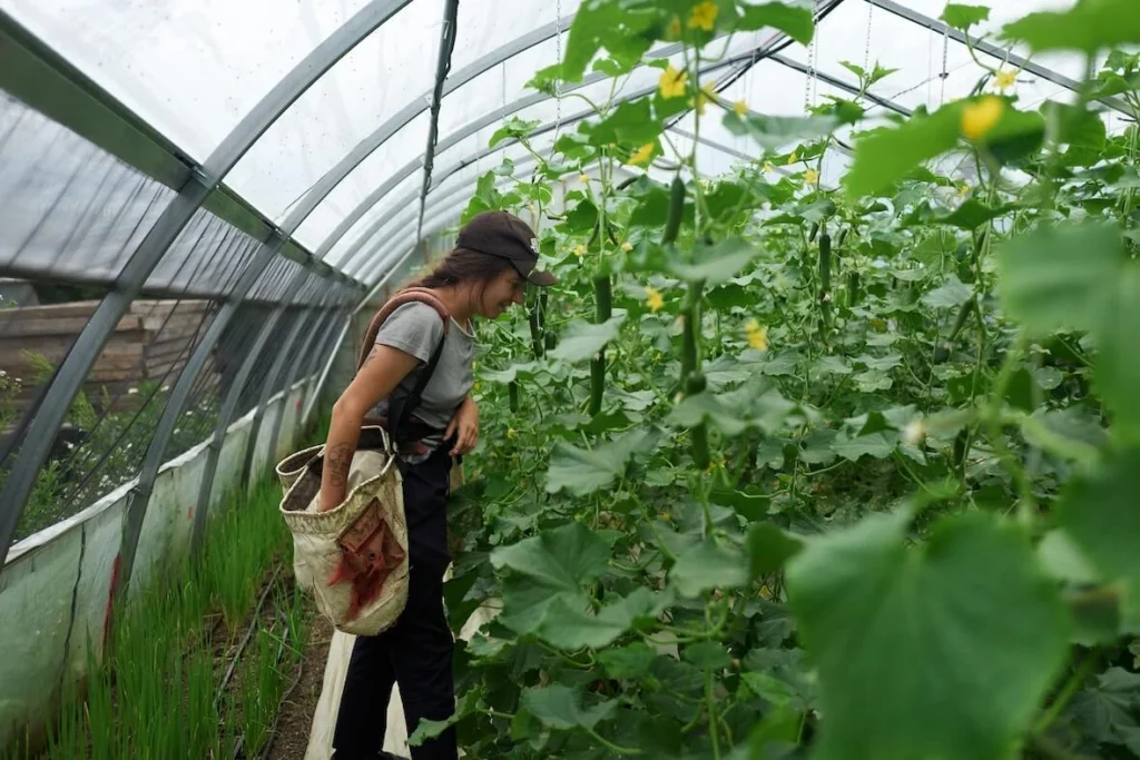 Grow cucumbers in your greenhouse for profit