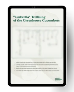 cucumbers Umbrella Trellising