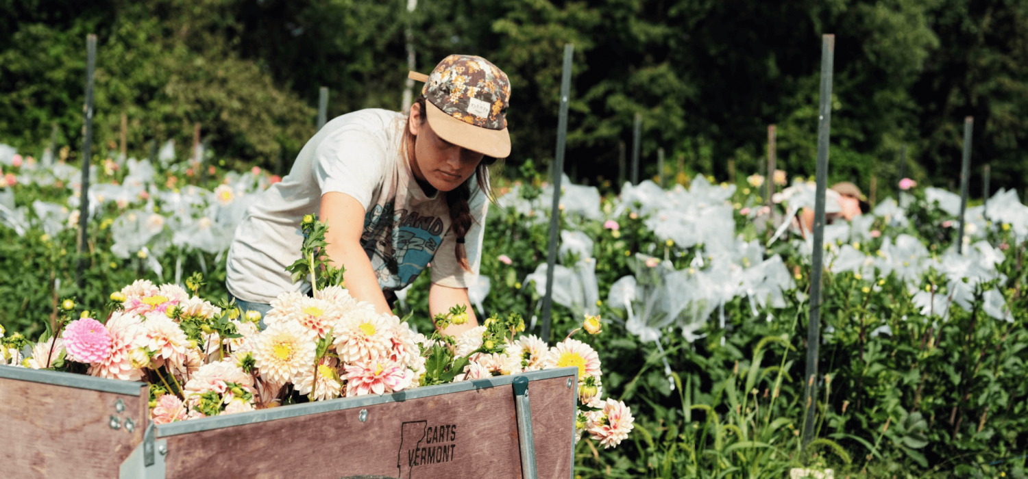 the flower farm online course - growing cut flowers