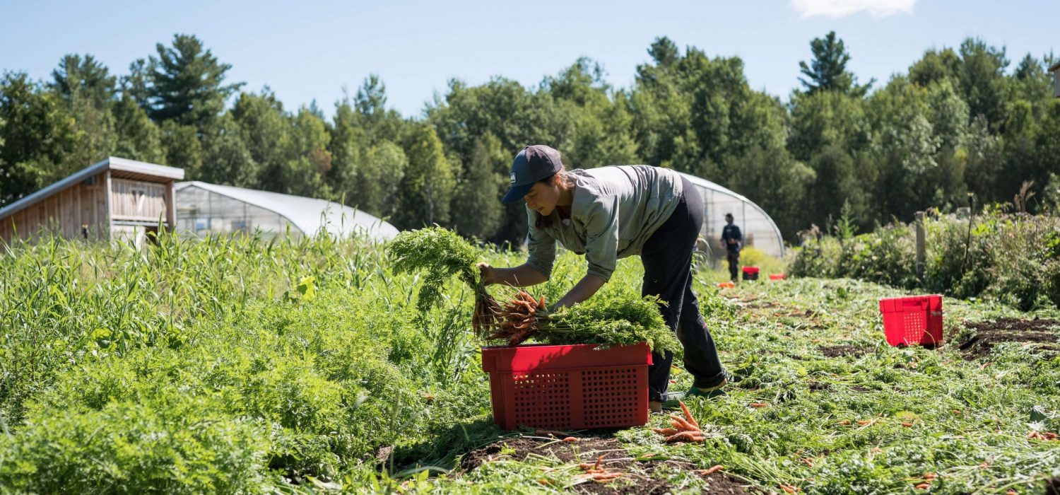 Fast Growing Vegetables_farming courses