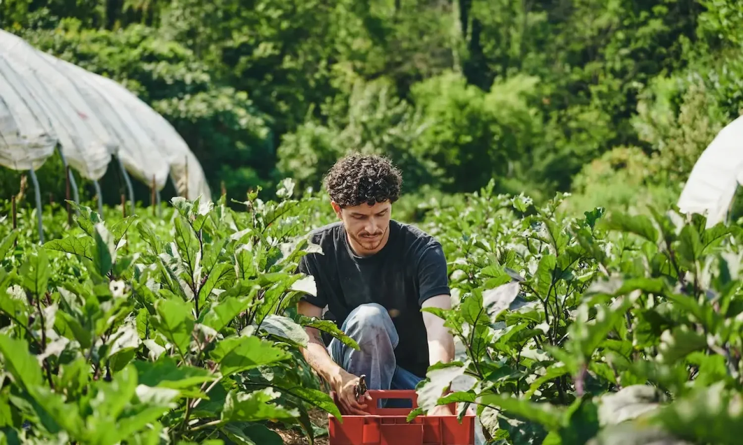 Master Your Farm Layout